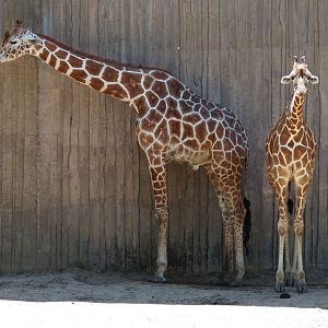 African Veldt - Reticulated Giraffe Exhibit