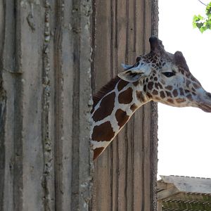 African Veldt - Reticulated Giraffe Exhibit