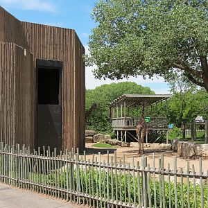 African Veldt - Reticulated Giraffe Exhibit
