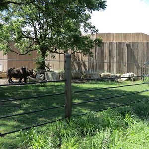 African Veldt - Black Rhinoceros Exhibit 1