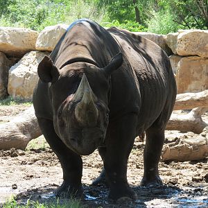 African Veldt - Black Rhinoceros Exhibit 1