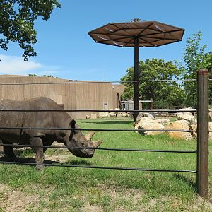 African Veldt - Black Rhinoceros Exhibit 2