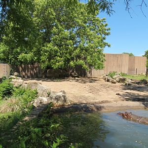 African Veldt - Hippopotamus Exhibit