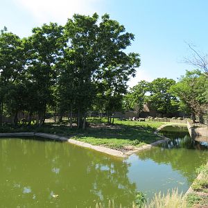 African Veldt - Bongo Exhibit