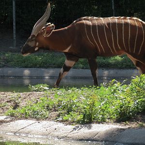 African Veldt - Bongo Exhibit