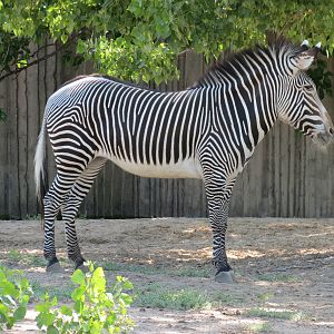 African Veldt - Grevy's Zebra Exhibit