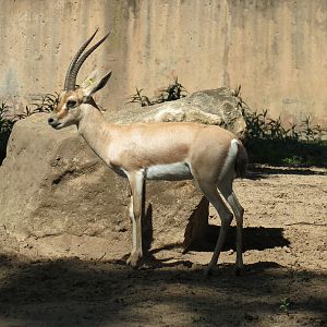 African Veldt - Slender-horned Gazelle and Warthog Exhibit