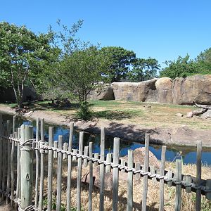 Pride of the Plains - African Painted Dog Exhibit