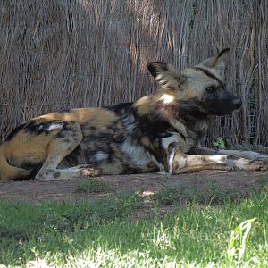 Pride of the Plains - African Painted Dog Exhibit