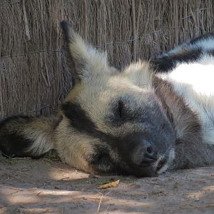 Pride of the Plains - African Painted Dog Exhibit
