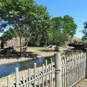 Pride of the Plains - African Painted Dog Exhibit