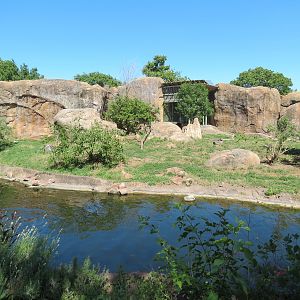 Pride of the Plains - African Lion Exhibit
