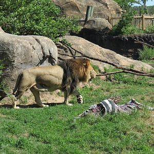 Pride of the Plains - African Lion Exhibit