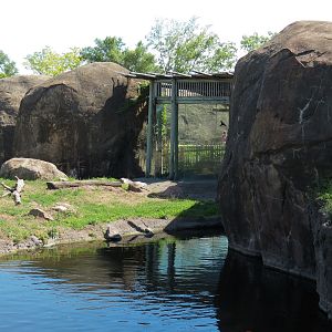 Pride of the Plains - African Lion Exhibit