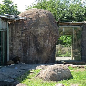Pride of the Plains - African Lion Exhibit