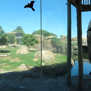 Pride of the Plains - African Lion Exhibit
