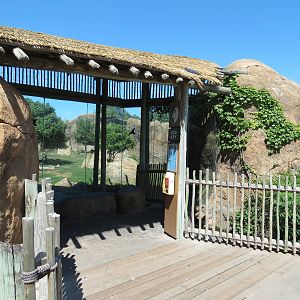 Pride of the Plains - African Lion Exhibit