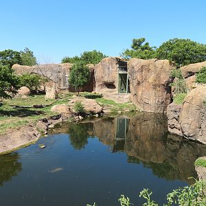 Pride of the Plains - African Lion Exhibit