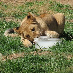 Pride of the Plains - African Lion Exhibit