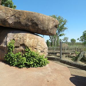 Pride of the Plains - Red River Hog Exhibit