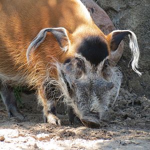 Pride of the Plains - Red River Hog Exhibit