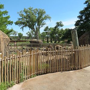 Pride of the Plains - Red River Hog Exhibit