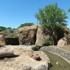 Pride of the Plains - Red River Hog Exhibit