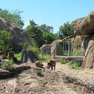 Pride of the Plains - Red River Hog Exhibit