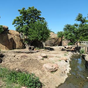 Pride of the Plains - Red River Hog Exhibit