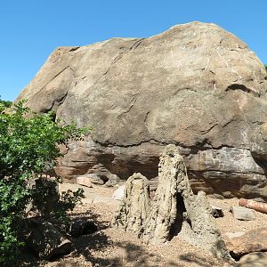 Pride of the Plains - Meerkat Exhibit 1