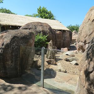 Pride of the Plains - Meerkat Exhibit 1