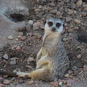 Pride of the Plains - Meerkat Exhibit 2
