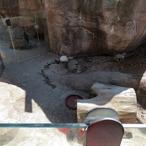 Pride of the Plains - Meerkat Exhibit 2