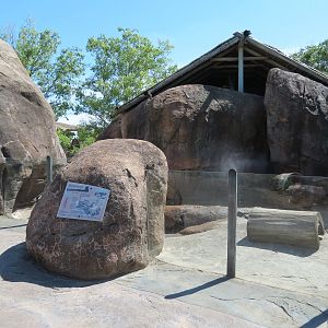 Pride of the Plains - Meerkat Exhibit 2