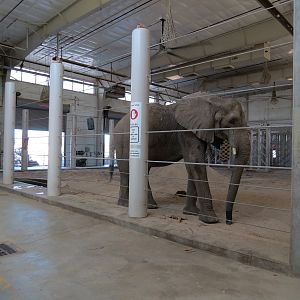 Elephants of the Zambezi River Valley - Barn