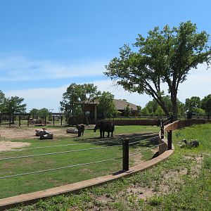 Elephants of the Zambezi River Valley - Yard 1