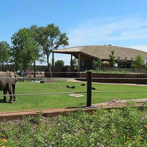 Elephants of the Zambezi River Valley - Yard 1
