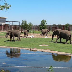 Elephants of the Zambezi River Valley - Yard 1