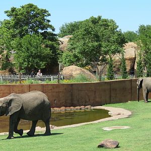Elephants of the Zambezi River Valley - Yard 1