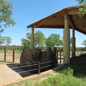 Elephants of the Zambezi River Valley - Camp Zambezi Viewing Shelter