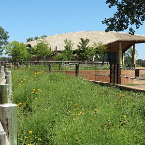 Elephants of the Zambezi River Valley - Yard 2
