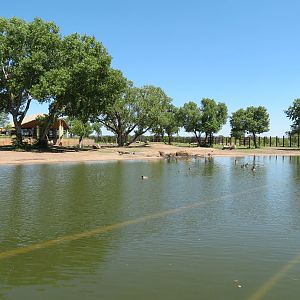 Elephants of the Zambezi River Valley - Yard 2