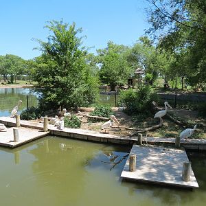 Gorilla Forest - Pink-backed and White Pelican Exhibit