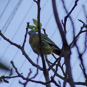 Pink-Necked Green-Pigeon
