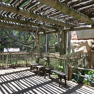 Gorilla Forest - Colobus Monkey Exhibit