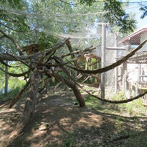 Gorilla Forest - Colobus Monkey Exhibit