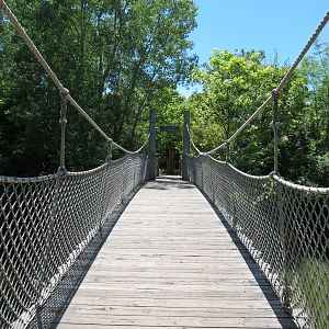 Gorilla Forest - Bridge