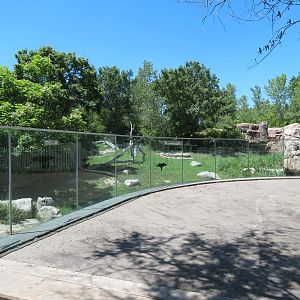 Gorilla Forest - Western Lowland Gorilla Exhibit