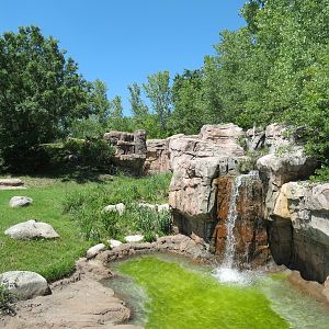 Gorilla Forest - Western Lowland Gorilla Exhibit