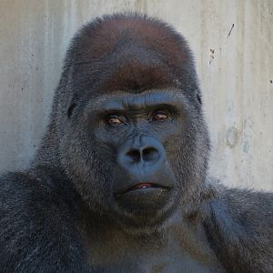 Gorilla Forest - Western Lowland Gorilla Exhibit